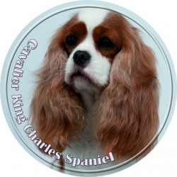 Cavalier King Charles Spaniel