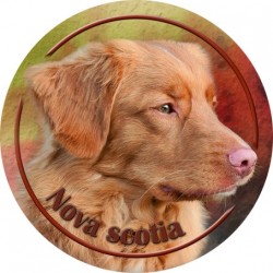 Nova Scotia Duck Tolling Retriever