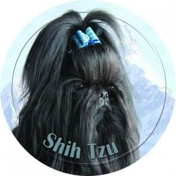 Shih Tzu