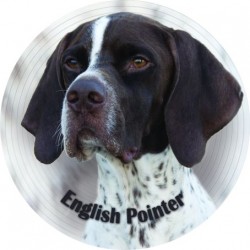 English Pointer