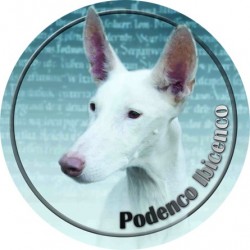 Podenco Ibicenco