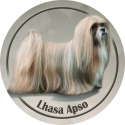 Lhasa Apso