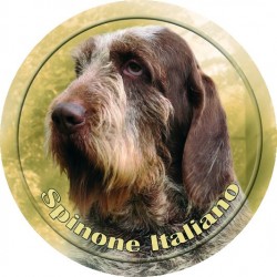 Spinone Italiano