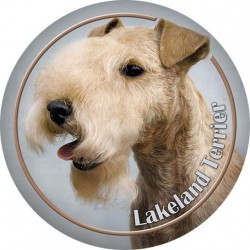 Lakeland Terrier