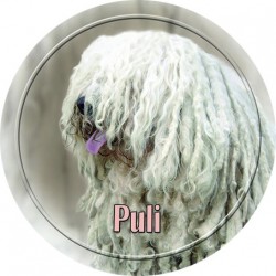 Puli