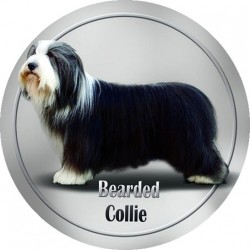 Bearded Collie