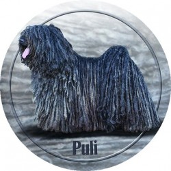 Puli