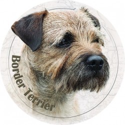 Border Terrier