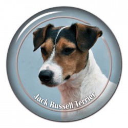 Jack Russell Terrier