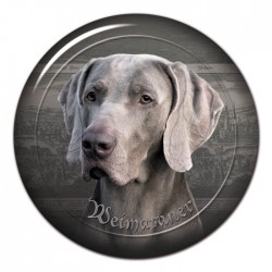 Weimaraner