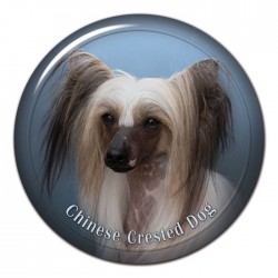 Chinese Crested Dog