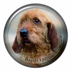 Basset fauve de Bretagne