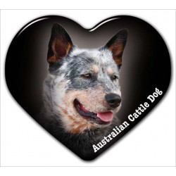 Australien Cattle Dog