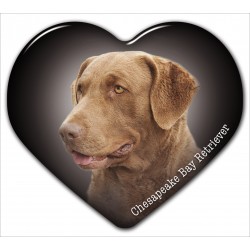 Chesapeake Bay Retriever