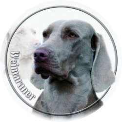 Weimaraner